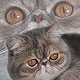 Аватара пользователя