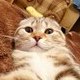 Аватара пользователя